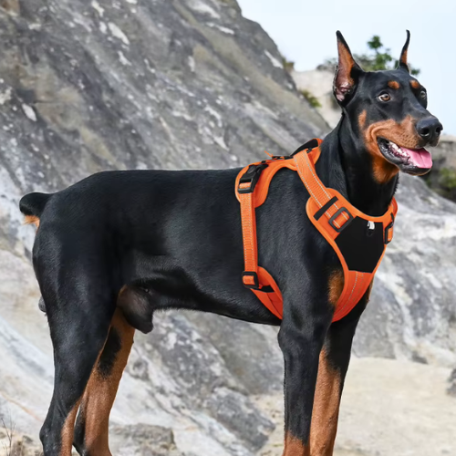Bracken Fellwalker Harness - Hi-Viz Orange Edition
