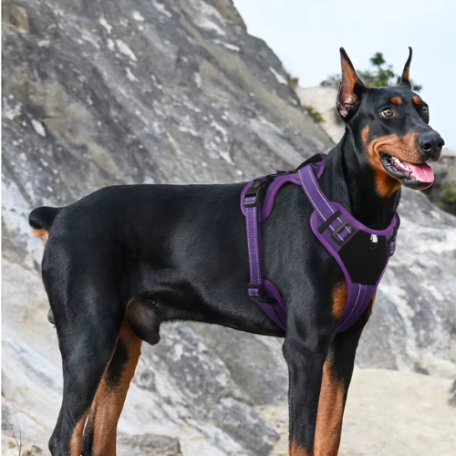 Bracken Fellwalker Harness - Purple Edition