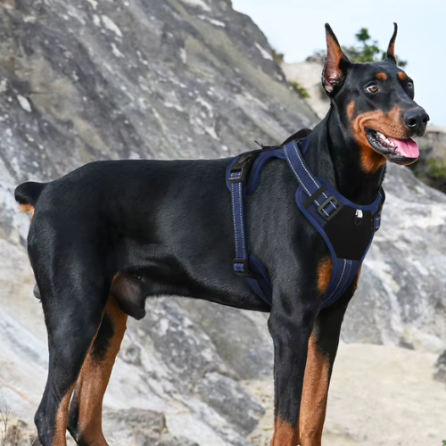Bracken Fellwalker Harness - Deep Blue Edition