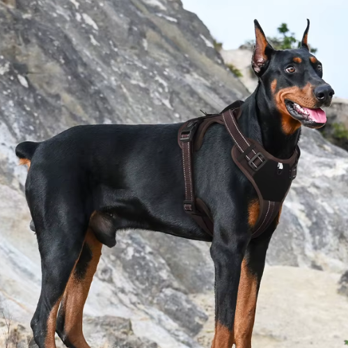 Bracken Fellwalker Harness - Coffee Edition